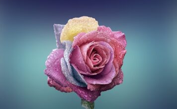 Jak rozpoznać czy róża jest jadalna?