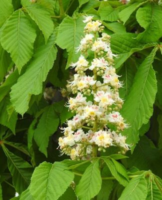Czy można iść na maturę w czarnej koszuli? Czy można iść na maturę w czarnej koszuli?