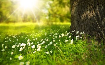 Jakie kwiaty przynoszą szczęście na ślub? Jakie kwiaty przynoszą szczęście na ślub?